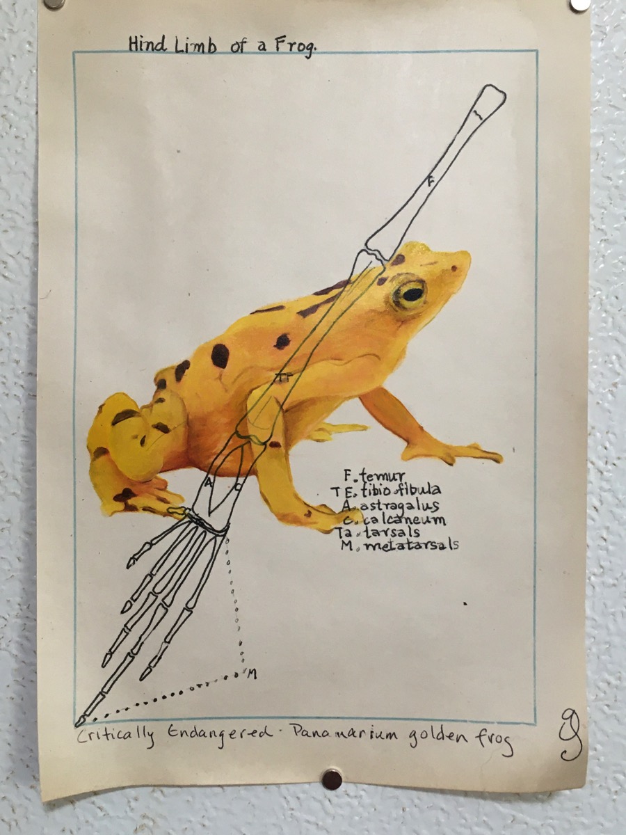 SS Critically Endangered Panamanium Golden frog