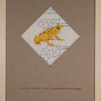 Cerro Campana Stubfoot Toad - SOLD