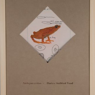 Darian Stubfoot Toad