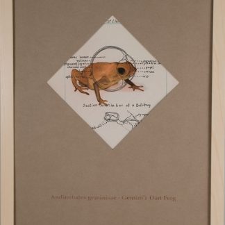 Gemini's Dart Frog - SOLD