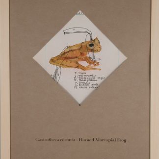 Horned Marsupial Frog