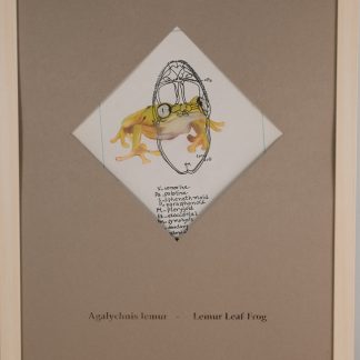 Lemur Leaf Frog - SOLD