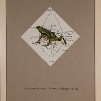 Limosa Harlequin Frog  - SOLD