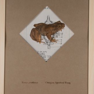 Oregon Spotted Frog - SOLD