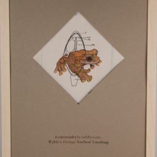 Rabbs Fringe-limbed Tree Frog