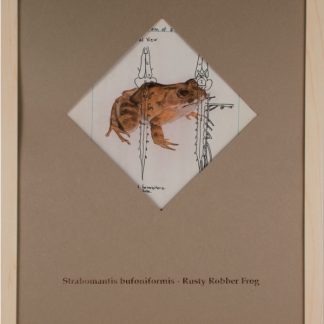 Rusty Robber Frog - SOLD