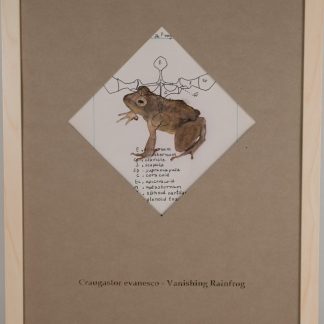 Vanishing Rain Frog - SOLD