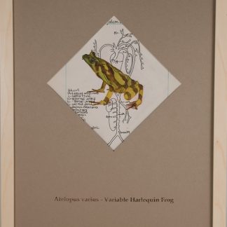Variable Harlequin Frog - SOLD